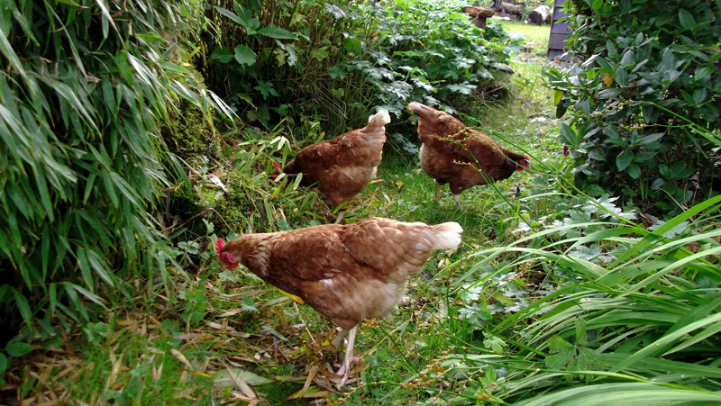 Chickens roaming in garden and tall grasses.