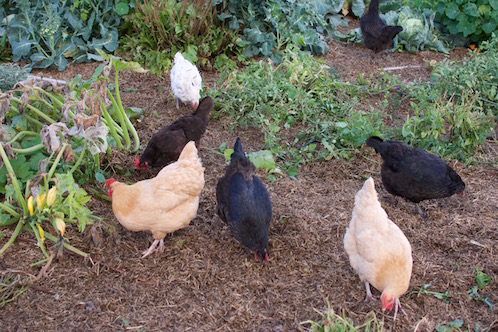 garden chickens