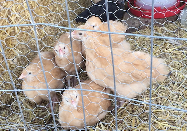 chicks outside