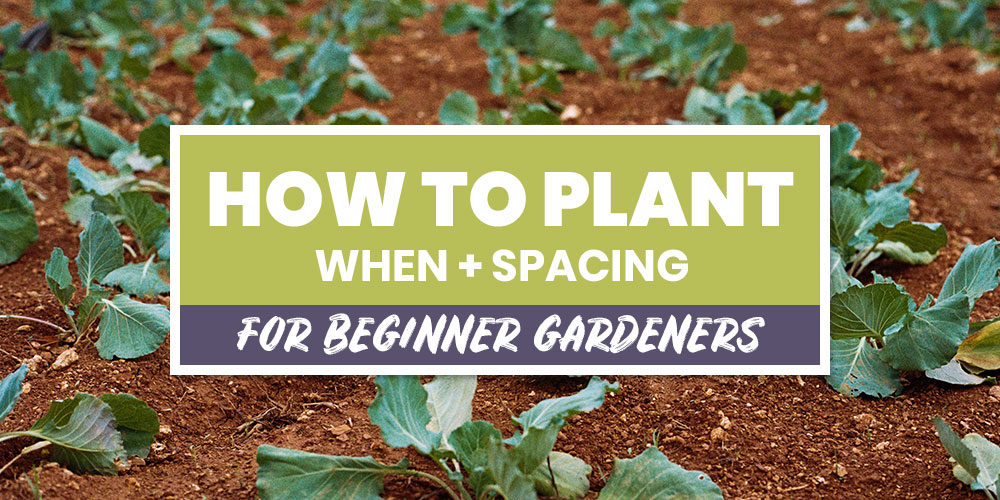 Vegetable Gardening: When to Plant and Plant Spacing