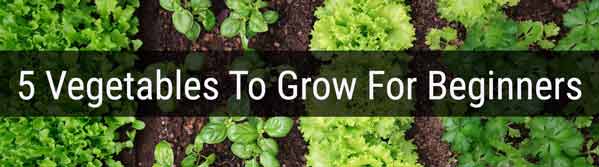 what to grow for begginers gardening