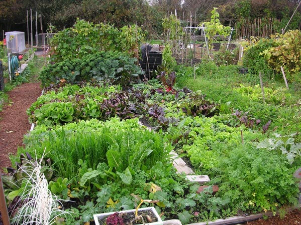 gardening in your back yard
