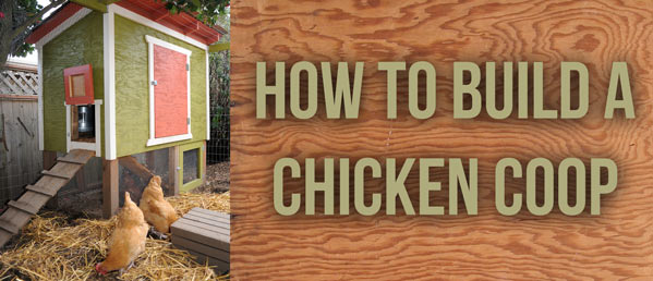 how to build a chicken coop for your chickens