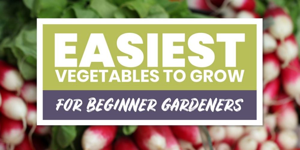 5 Easiest Vegetables To Grow For Beginner Gardeners