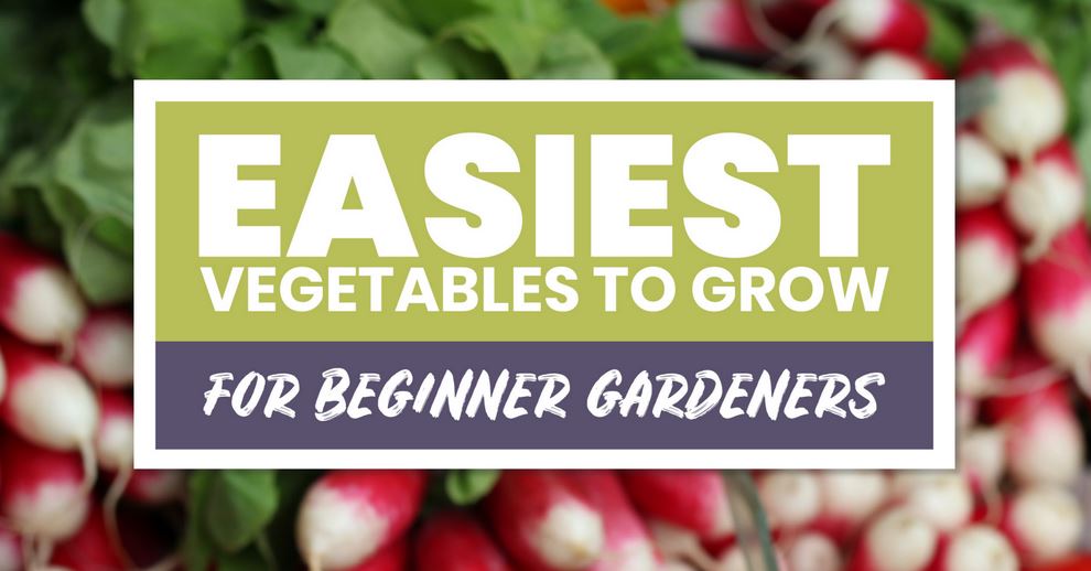 5 Vegetables To Grow For First Time Gardeners