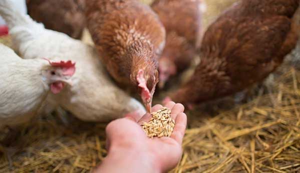 feeding chickens by hand