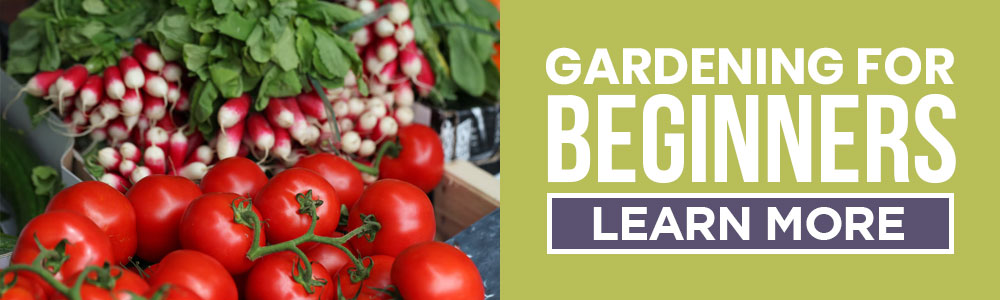easiest vegetables to grow for beginner gardeners