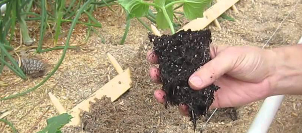 Transplanting plants from container to ground with seeds. 