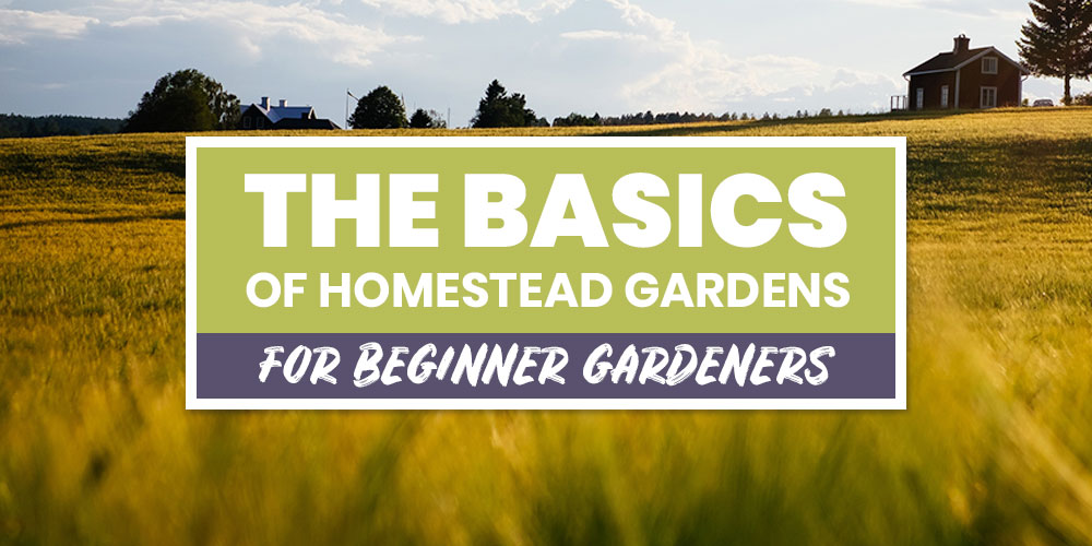 the basics of homestead gardens