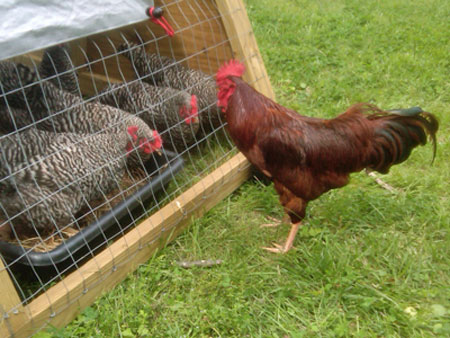 hens and rooster in chicken tractor