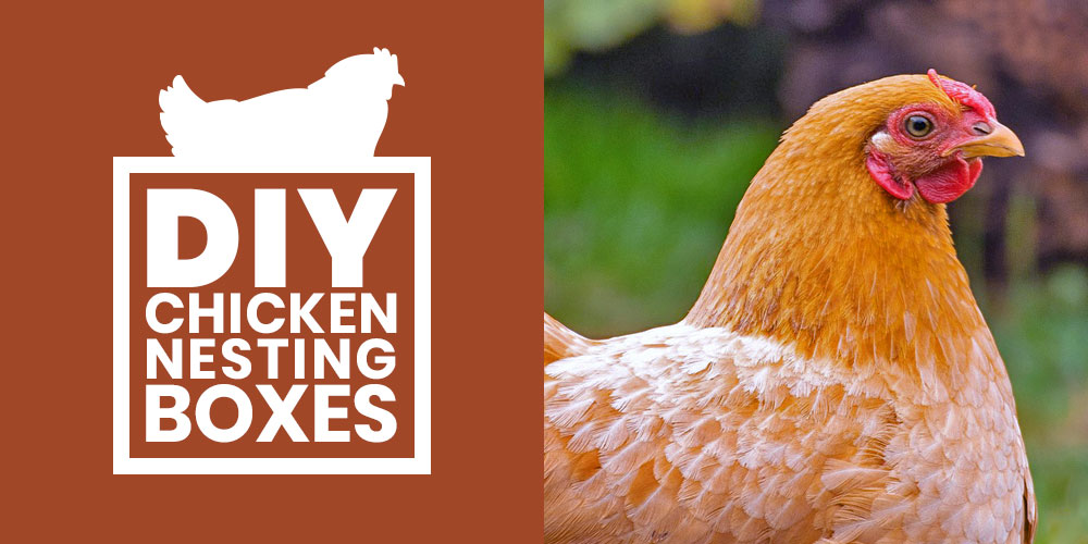 DIY chicken nesting boxes ideas