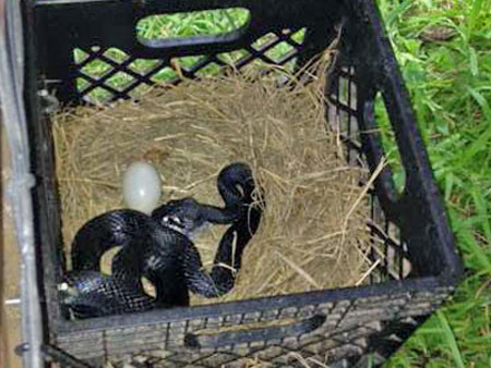 black snake in milk crate nesting box