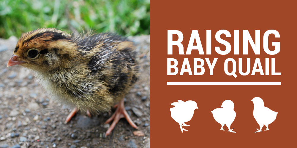 How to raise baby quail