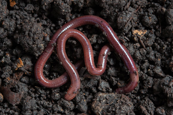 Indian Blue Earthworms