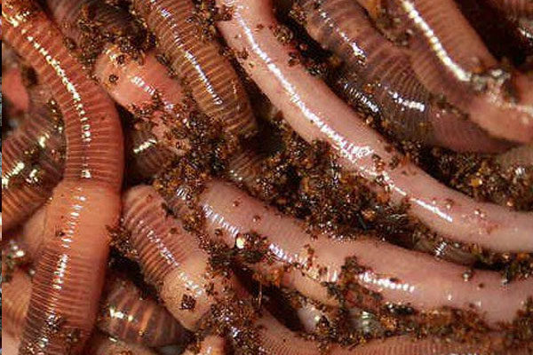 european nightcrawlers worms