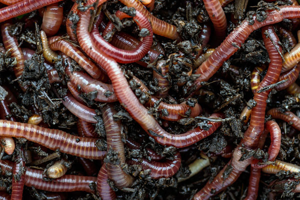 red wrigglers composting worms