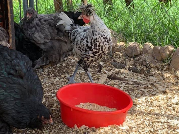 Wisconsin Chickens And Homesteading