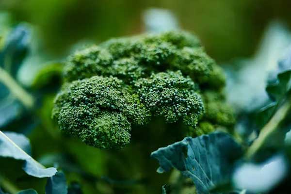 grow broccoli in garden