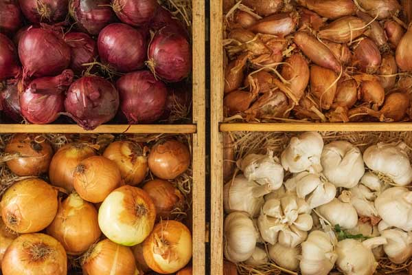 grow onions in a sunken greenhouse