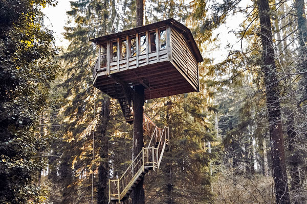 How Many Trees Are Needed To Build A Livable Tree House