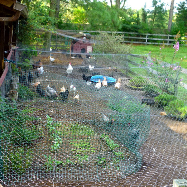 chicken coop garden