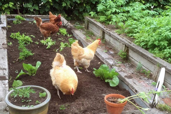 chickens foraging in garden