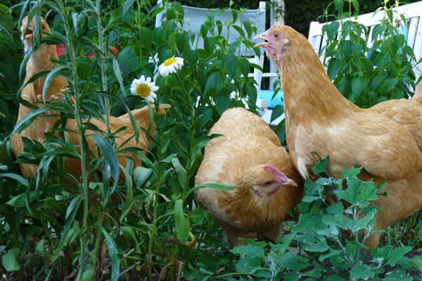 chickens in garden area
