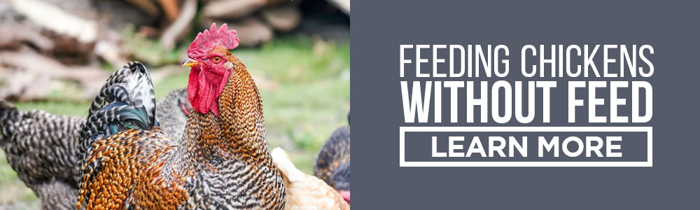 feeding chickens without buying feed