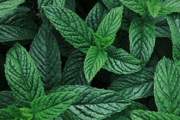peppermint plants repel chickens