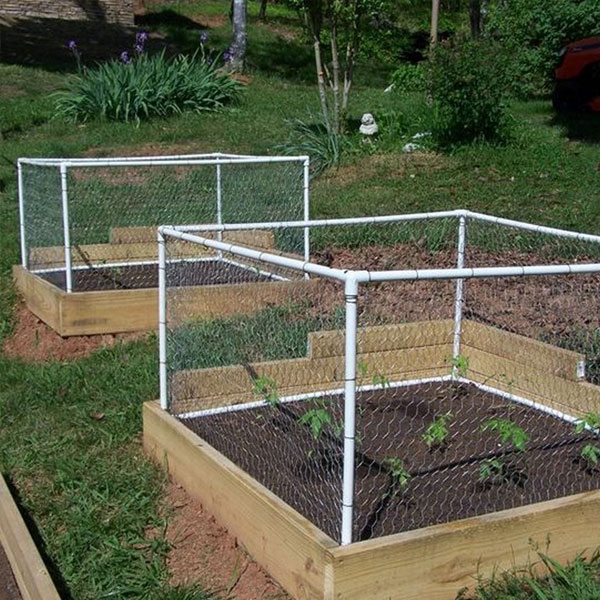 protecting garden beds from chickens