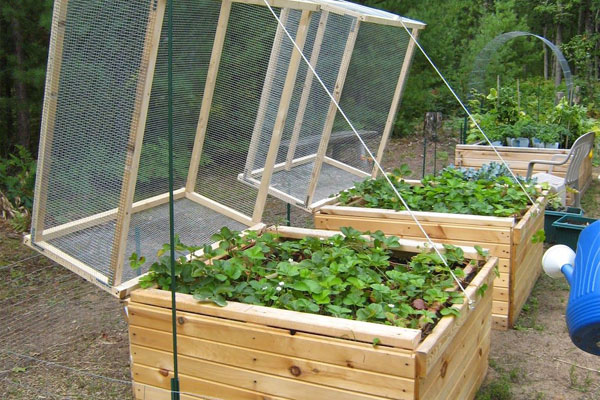raised garden beds protecting plants from chickens