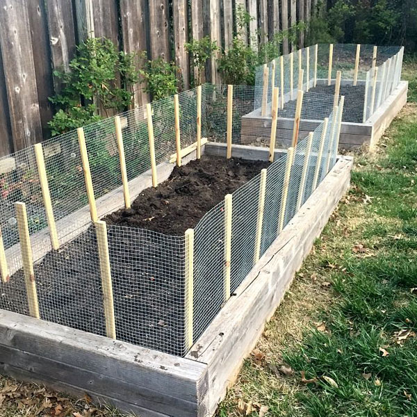 screened in garden beds protecting plants from chickens