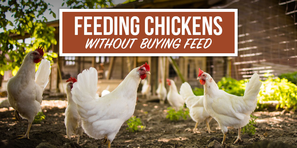 Healthy, Affordable Ways To Feed Chickens Without Buying Feed