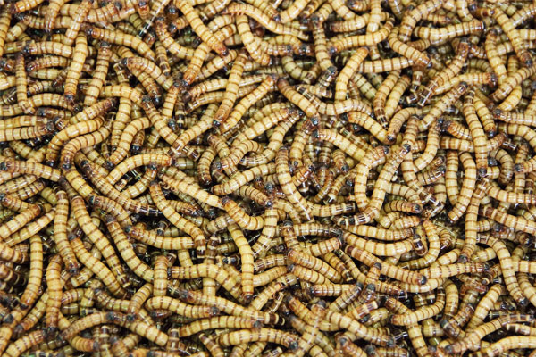 Grubs And Larvae For Chickens