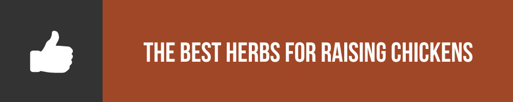 What Are The Best Herbs For Raising Chickens