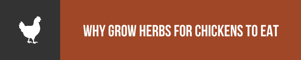 Why Should I Grow Herbs For Chickens To Eat