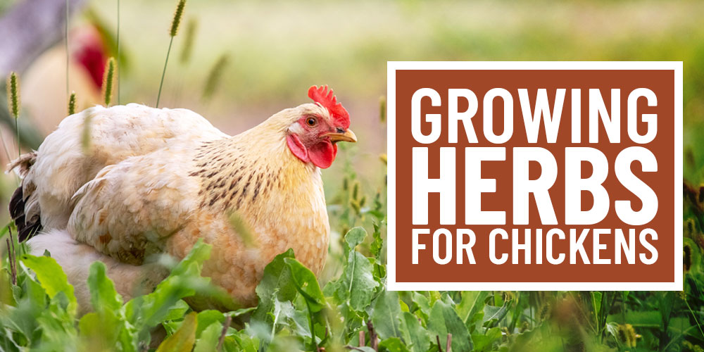 what herbs are good for chickens