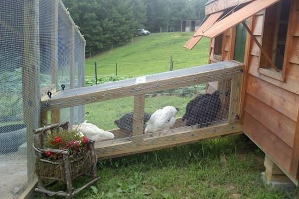 Getting Chickens To Walk Up Ramps
