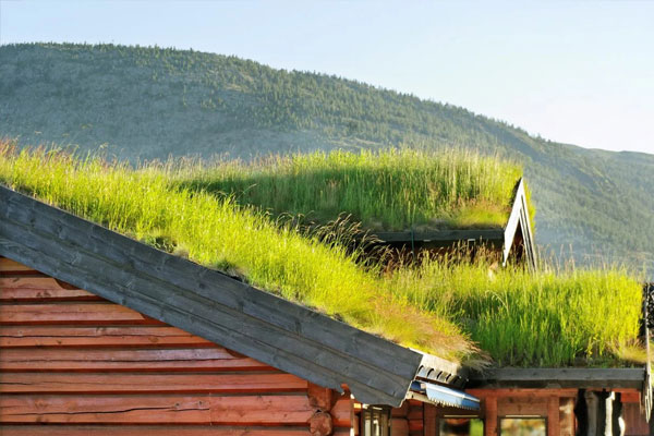 Living Green Roof On Gabled Roof