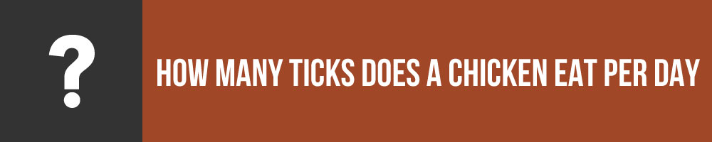 How Many Ticks Does A Chicken Eat Per Day