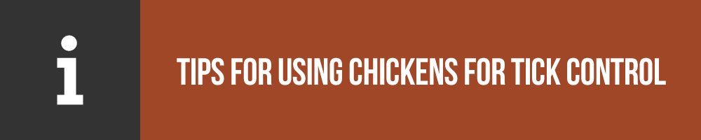 Tips For Using Your Chickens For Tick Control