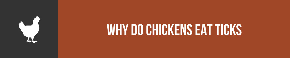 Why Do Chickens Eat Ticks