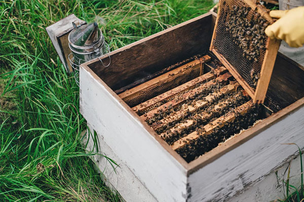 beehive on small homestead farm