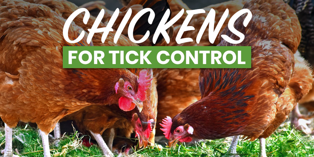 chickens for tick control