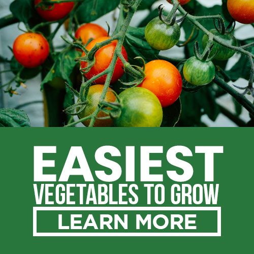 Easiest Vegetables To Grow