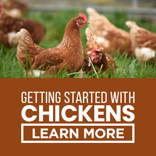getting started with chickens square
