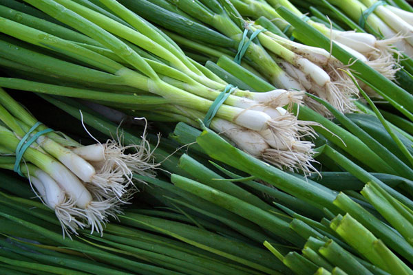 homegrown green onions