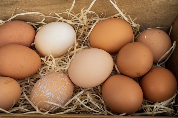 homestead raised chicken eggs
