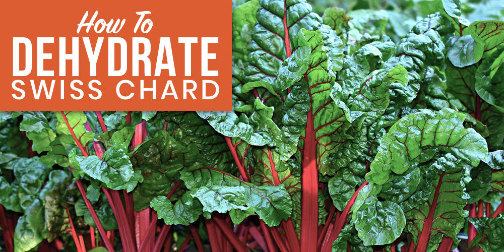 Dehydrate Swiss Chard For Easy, Versatile, Long-Lasting Greens