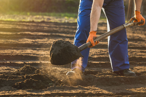 preparing soil for a vegetable garden